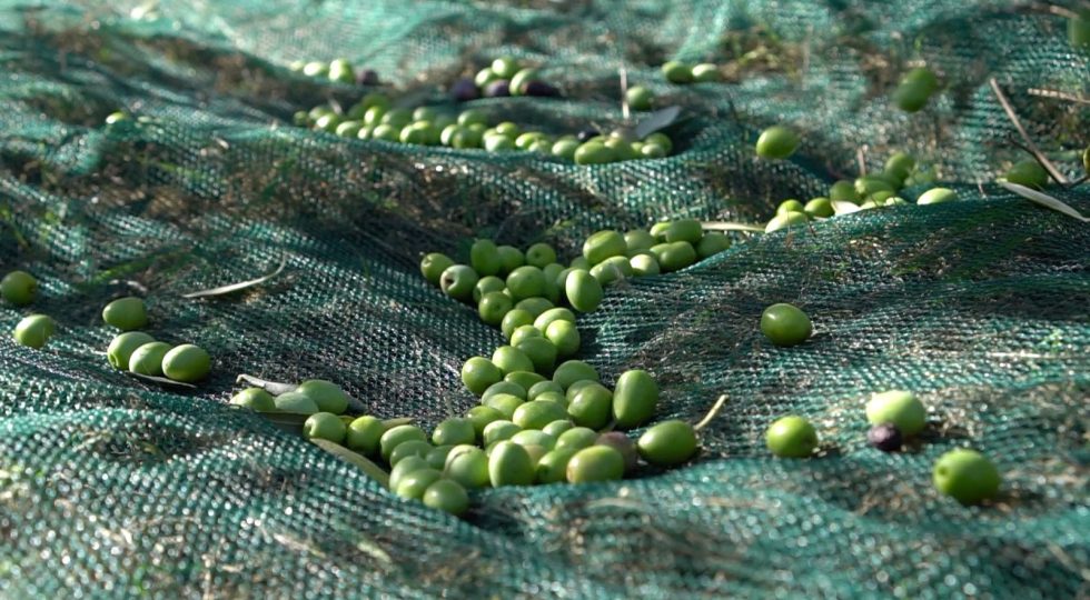 CAMPAGNA OLEARIA 2022, CALO DEL 60 PER CENTO NEL PESCARESE: CHIESTO LO STATO DI CALAMITÀ