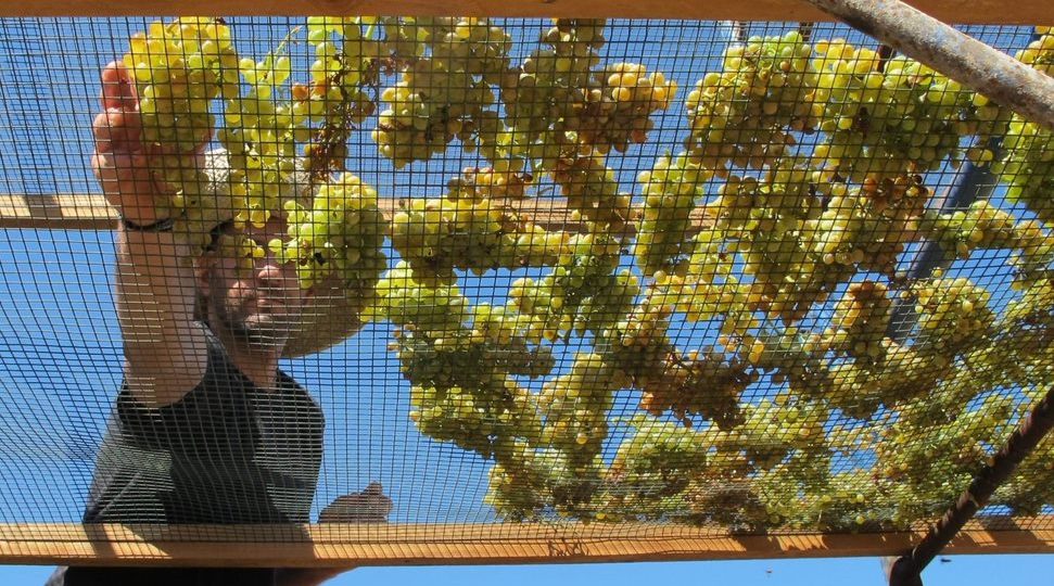 MALVASIA, NEL LIBRO DI PAOLO TEGONI UN VIAGGIO ALLA SCOPERTA DI UN VINO MITICO