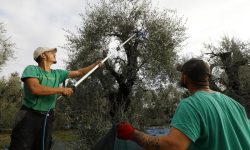 L’olivicoltura appenninica a confronto a Casoli, tra rischi di abbandono e opportunità di rilancio