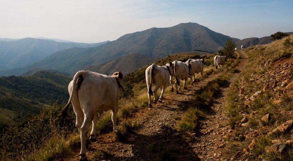 A Capracotta la prima riunione della Rete della conoscenza per la zootecnia nelle aree interne e marginali degli Appennini e delle isole