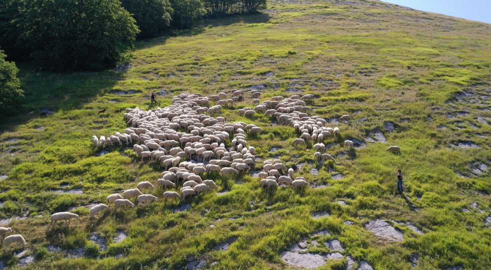 Agnello del Centro Italia Igp, un tour per promuovere la consapevolezza dei consumatori