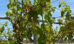 La peronospora attacca i vigneti abruzzesi, “mancano azioni preventive”