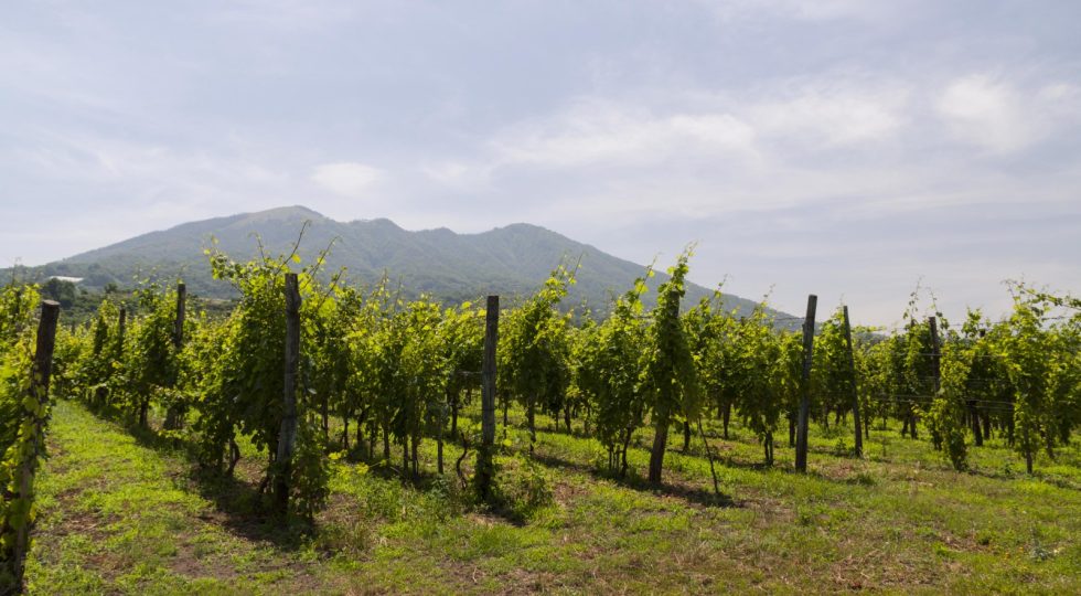 Beviamocisud, Wine&thecity e Vitigno Italia: Consorzio vini Vesuvio protagonista degli eventi di maggio