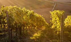 Vino, le Doc delle Marche protagoniste de “I magnifici 16”