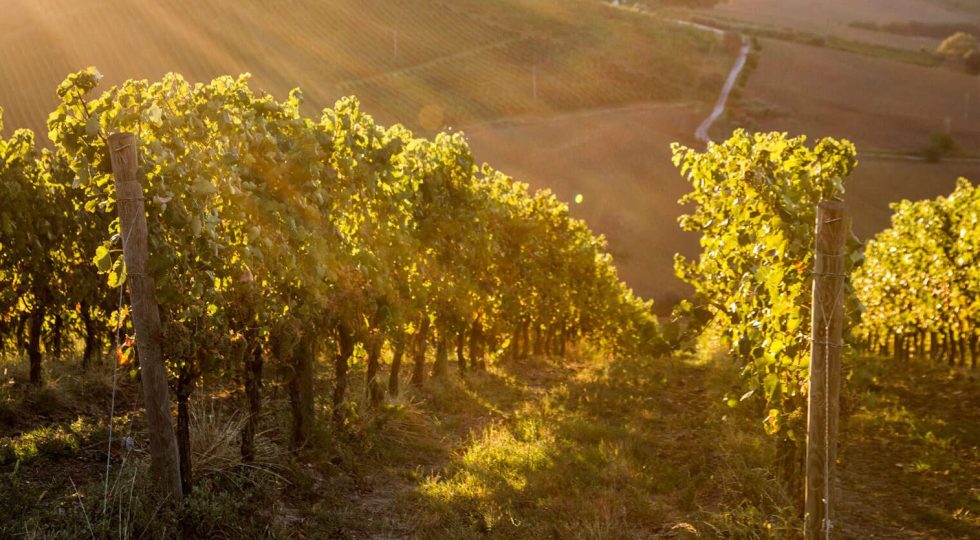 Vino, le Doc delle Marche protagoniste de “I magnifici 16”