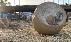 Il Pecorino siciliano Dop si racconta alla Real Casina Borbonica di Bosco della Ficuzza