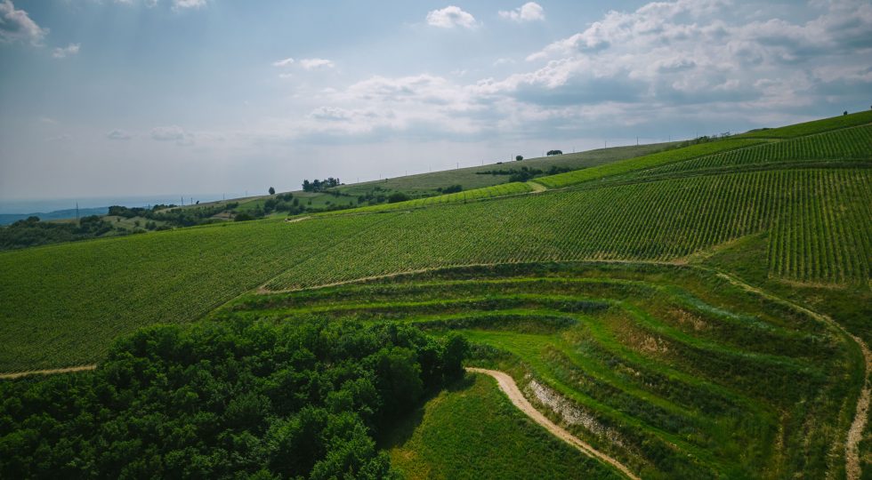Vino, la Collina dei ciliegi: estate lenta tra benessere e stelle in attesa di Vendemmia Experience