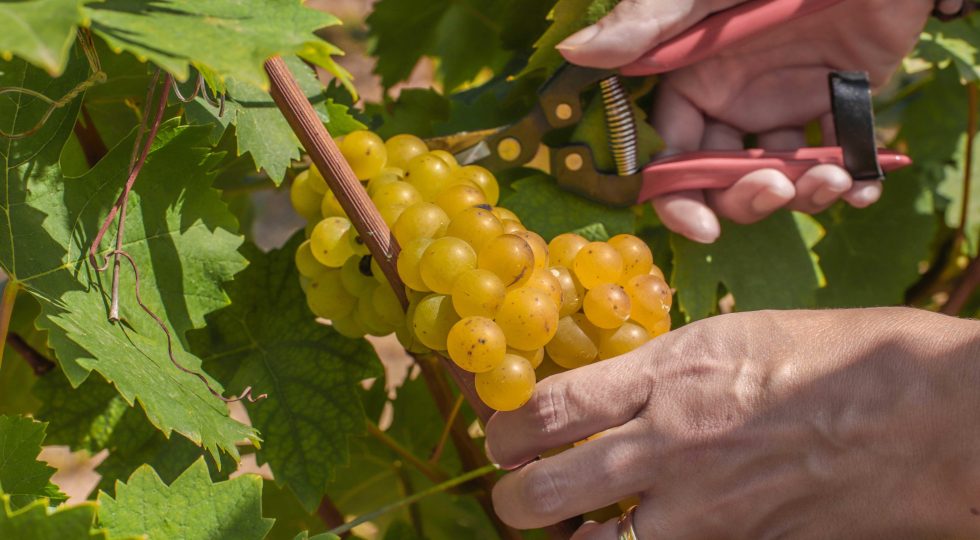 Asti Docg, al via la vendemmia per la denominazione più estesa del Piemonte