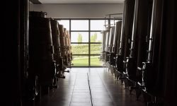 Vendemmia al via per Mura Mura, tra Langhe e Monferrato produzione a macchia di leopardo