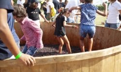Vendemmia turistica alla Fattoria Tellus della famiglia Cotarella