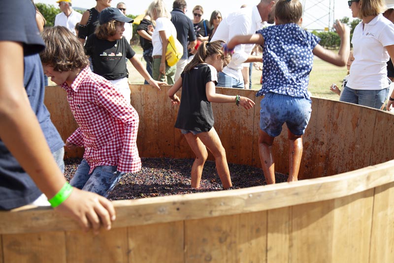Vendemmia turistica alla Fattoria Tellus della famiglia Cotarella