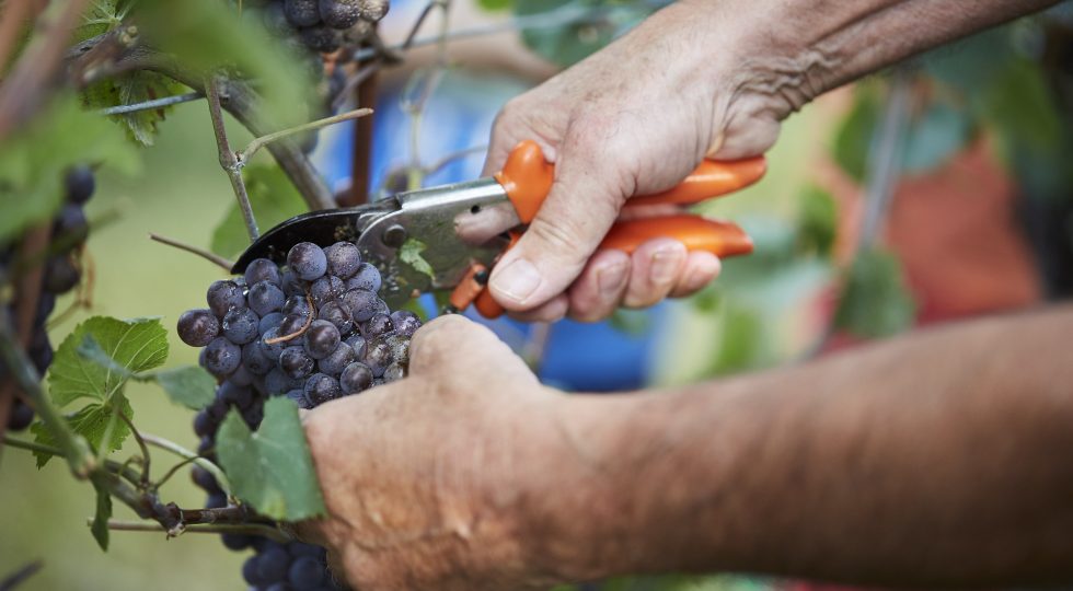 Cantina Produttori di Ramuscello: la vendemmia 2023 all’insegna della prudenza