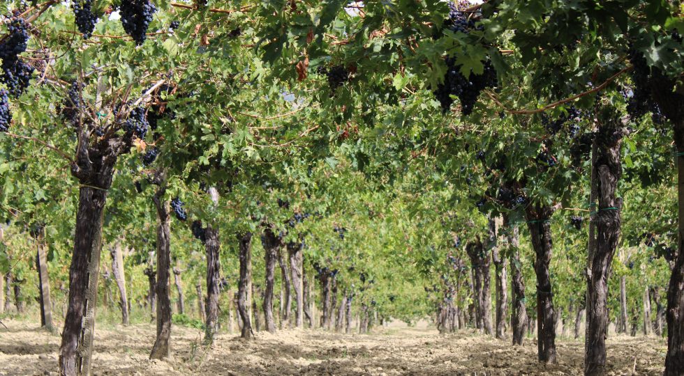 Vitivinicolo: oltre 6 milioni per internazionalizzazione ed investimenti delle aziende abruzzesi