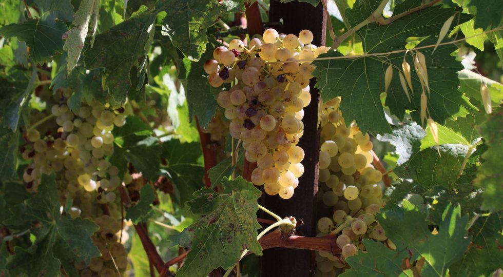 Supertrebbiano, in Umbria la fiera mercato per celebrare i vignaioli come una volta