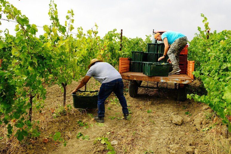 Vendemmia, anno incerto per colpa di clima e parassiti