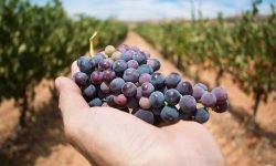 Vendemmia: raccolta a due velocità, Abruzzo e Molise le regioni col maggior crollo di produzione