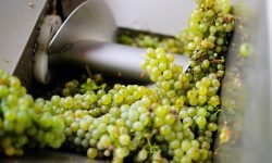 Vendemmia ridotta ovunque in Italia ma la qualità dipenderà dalle zone
