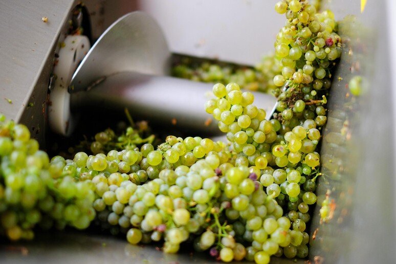 Vendemmia ridotta ovunque in Italia ma la qualità dipenderà dalle zone