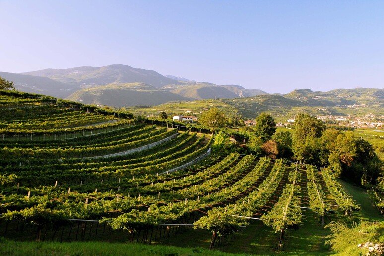 L’Amarone in crisi di vendita punta a contenere la gradazione