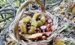 La castanicoltura tradizionale diventa Presidio Slow Food