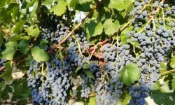 Con Vino Sapiens tra i “vini del futuro”, masterclass sui Piwi a Roma con il prof Marco Stefanini