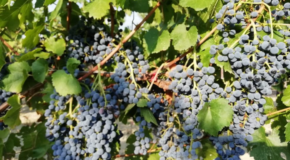 Con Vino Sapiens tra i “vini del futuro”, masterclass sui Piwi a Roma con il prof Marco Stefanini