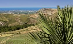 Olio e vino, in Spagna l’Irvo lancia gli itinerari della Sicilia