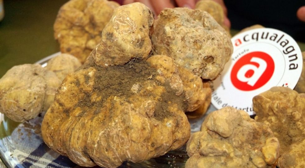 Ad Acqualagna è la stagione del tartufo bianco: ricco programma per la Festa che lo celebra