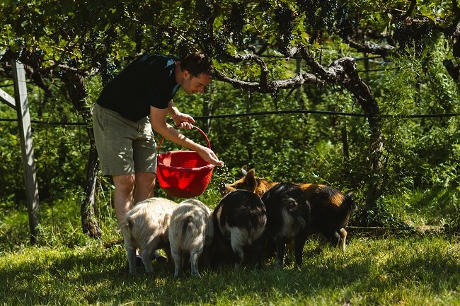 Nella tenuta Baron Longo di Egna suini Kunekune in azione per sostituire trattori e macchinari