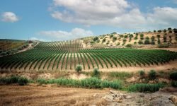 Tenute Navarra, al Vinitaly il debutto di due nuovi vini e del restyling completo delle linee