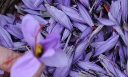 Zafferano: inizia la stagione della raccolta con tanti appuntamenti del Consorzio e l’ombra della certificazione