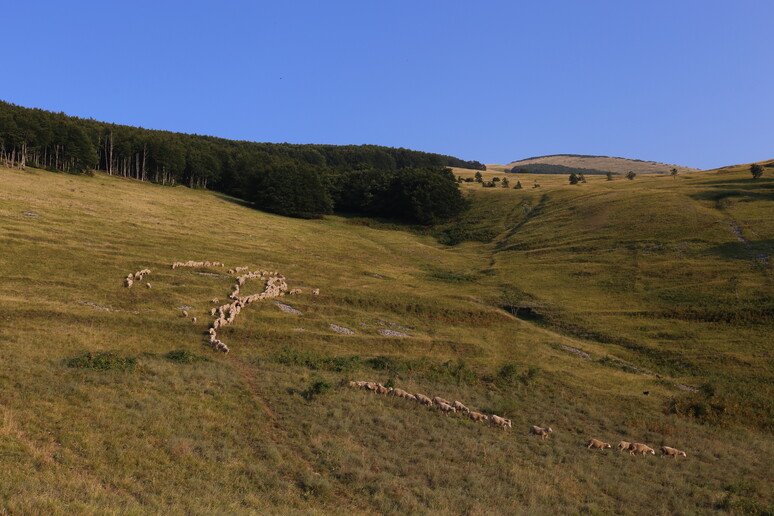 Slow Food, alle pendici del Gran Sasso una giornata dedicata al futuro dei pascoli