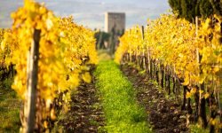 Brunello di Montalcino, confermata la riduzione delle rese per la vendemmia 2026
