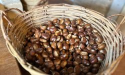 Parte la prima Scuola della Rete Slow Food dei castanicoltori