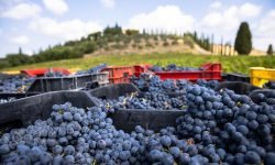Vendemmia a Montalcino, per il Brunello raccolta precoce e volumi giù rispetto al 2025