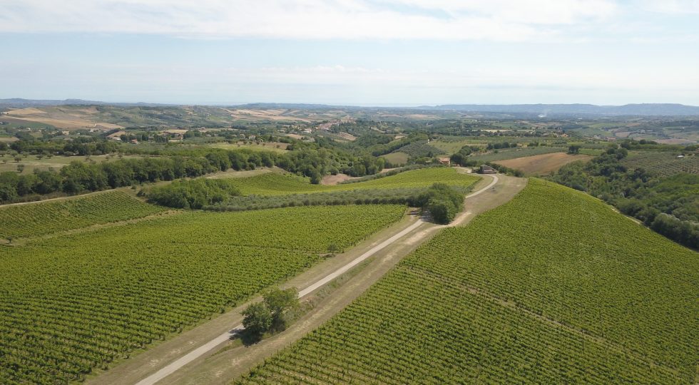 Prosit Group, il racconto del vino italiano passa per 5 regioni