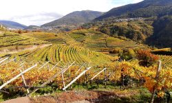 Viaggio in Val di Cembra, la Cenerentola del Trentino che parla attraverso i suoi vini
