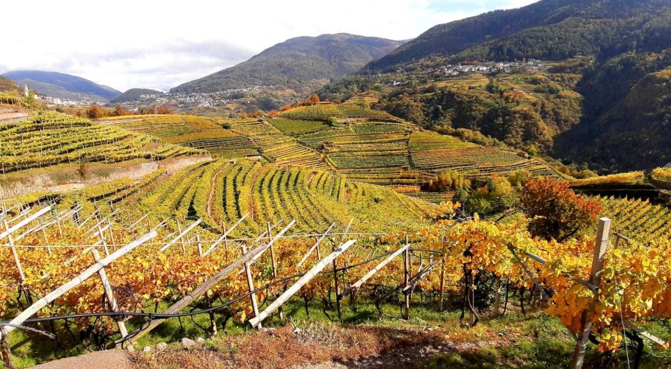 Viaggio in Val di Cembra, la Cenerentola del Trentino che parla attraverso i suoi vini