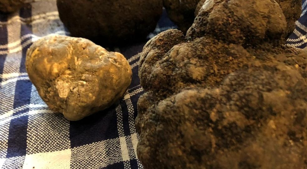 Abruzzo tra i maggiori produttori di tartufo, nel fine settimana la Fiera che celebra il prezioso tubero