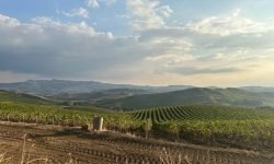 In Sicilia si studiano i vitigni reliquia per scrivere una nuova pagina del vino regionale