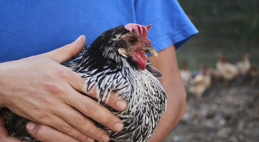 Il pollo di razza Romagnola, un tempo quasi scomparso, è un nuovo Presidio Slow Food
