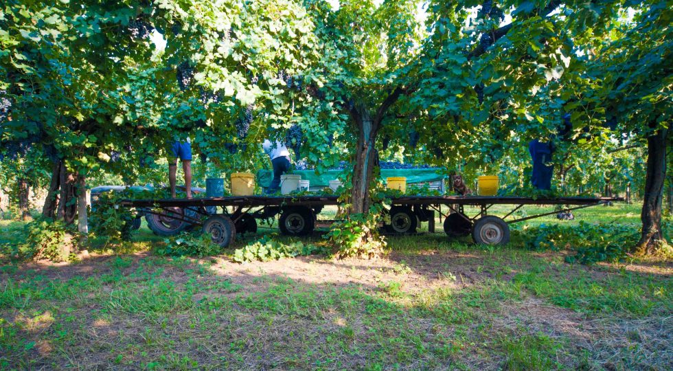 Il Veneto del Malanotte del Piave, storie di borghi antichi, Bellussera e vini eterni