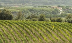 Rosso di Montalcino, ok all’aumento del vigneto rivendicabile per la denominazione