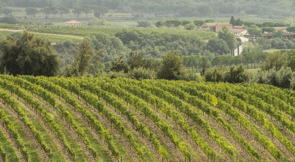 Rosso di Montalcino, ok all’aumento del vigneto rivendicabile per la denominazione
