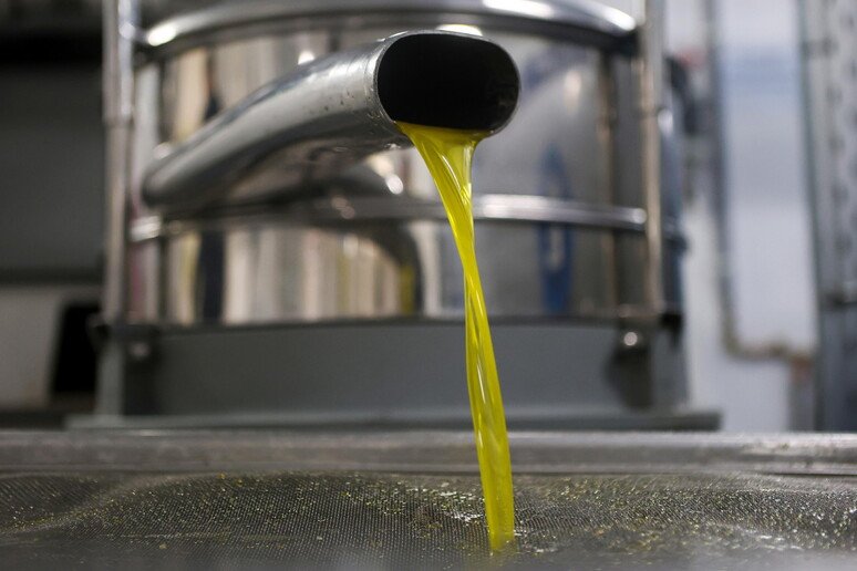 Manca l’acqua potabile, nell’area Vestina il grido dei frantoiani: “Impossibile lavorare le olive”