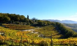 Consorzio vini Valpolicella, nel 2023 prodotte 61 milioni di bottiglie