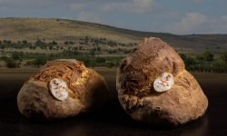 Il Pane di Altamura protetto dall’Unesco non sarà fake. Parola degli addetti ai lavori