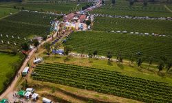 Tecnologie per la viticoltura, la rassegna Enovitis in Emilia Romagna a giugno