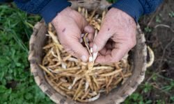 Giornata mondiale dei legumi, torna la campagna Slow Food con i cuochi dell’Alleanza