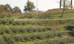 L’olivicoltura in teoria e in pratica, un incontro di Confagricoltura a Cividale del Friuli